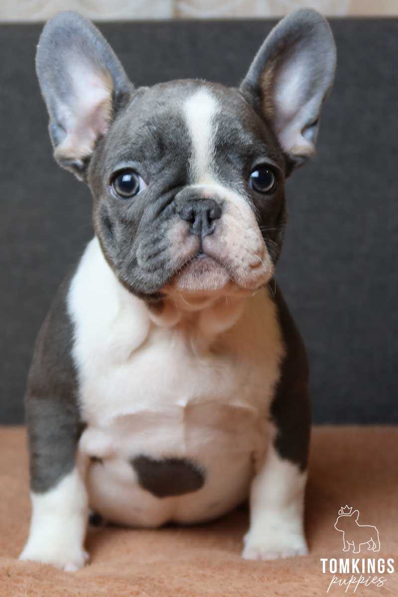About White and Blue French Bulldogs