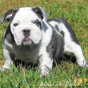 Training and Care for Your Mini Bulldog