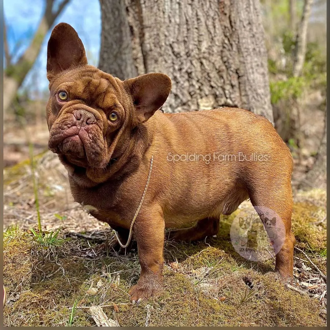 Everything You Need to Know About Testable Chocolate French Bulldogs