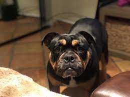 All Black English Bulldog The Adorable Pet You'll Fall in Love With