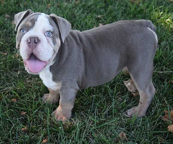 Blue and White English Bulldog Everything You Need to Know