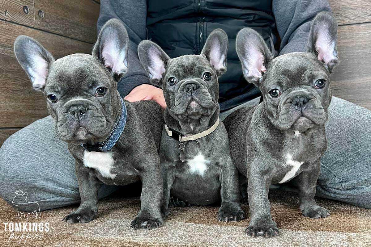 Health Issues in Blue Brindle Merle French Bulldogs