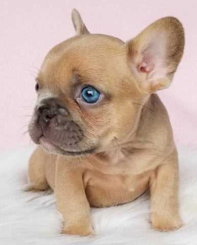 Caring for French Bulldog Puppies with Blue Eyes