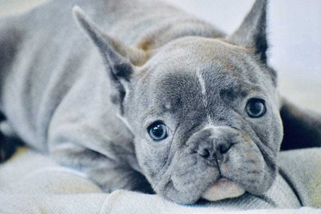 French Bulldog Puppies with Blue Eyes