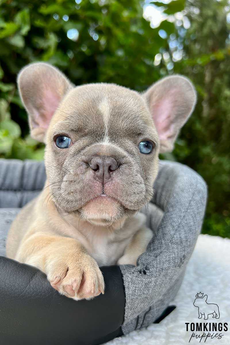 Full Grown Sable French Bulldog A Beautiful and Unique Breed