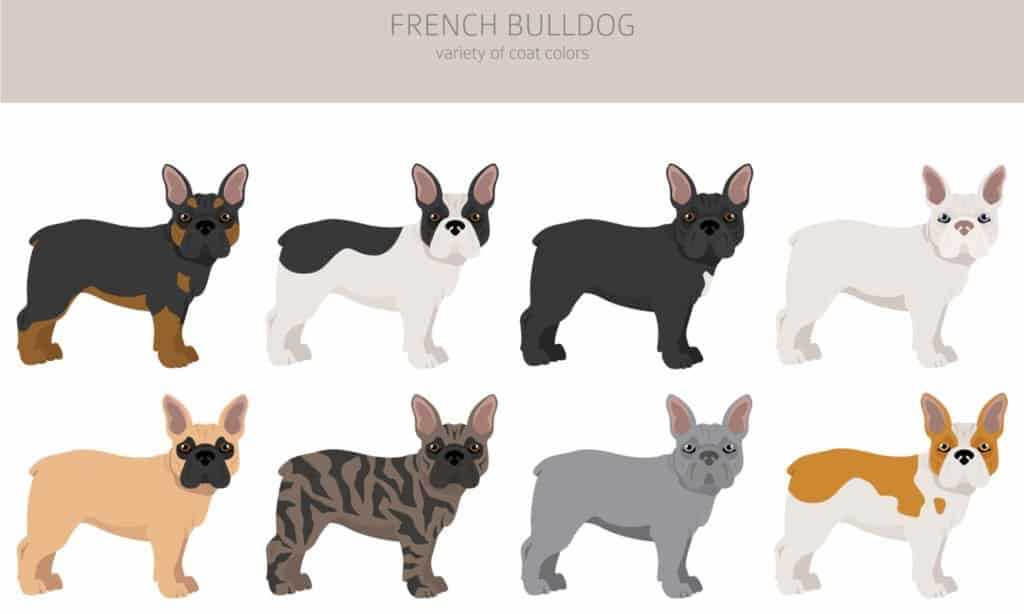 The Controversies Surrounding Lilac and Blue French Bulldogs