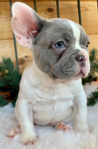 Overview of Blue Pied French Bulldogs