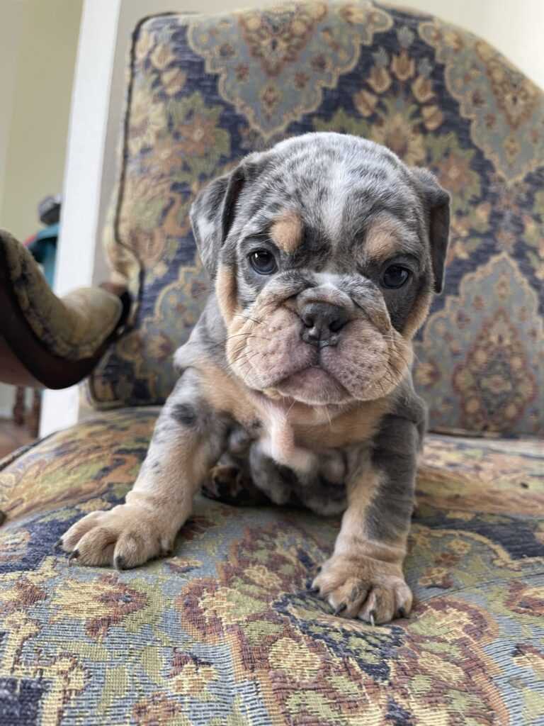 The Adorable Chocolate Tri Bulldog A Guide to this Unique Breed
