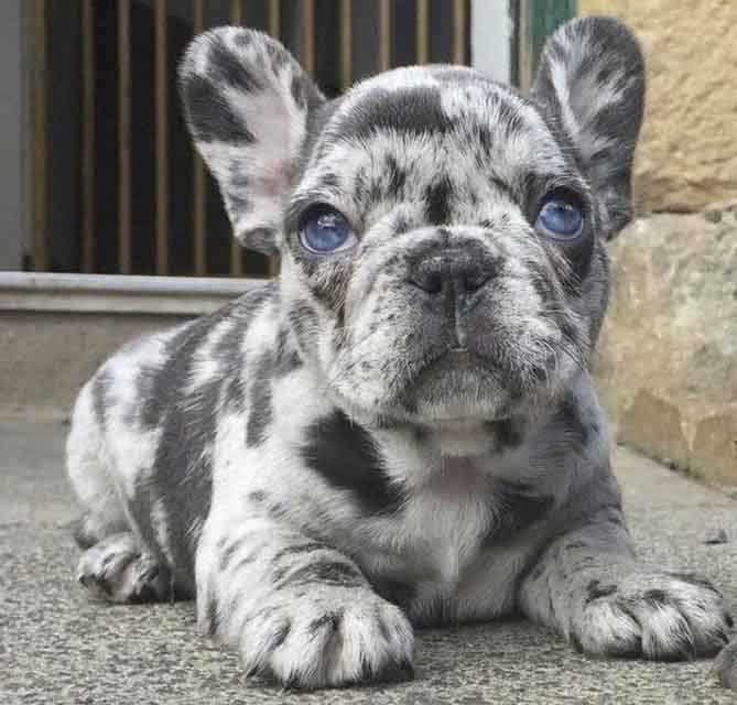 About the Grey Spotted French Bulldog