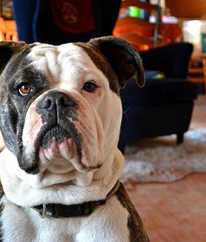 Temperament and Personality of the Blue Olde English Bulldog