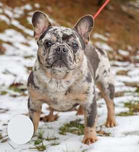 Health and Care of Blue Pied Merle French Bulldogs