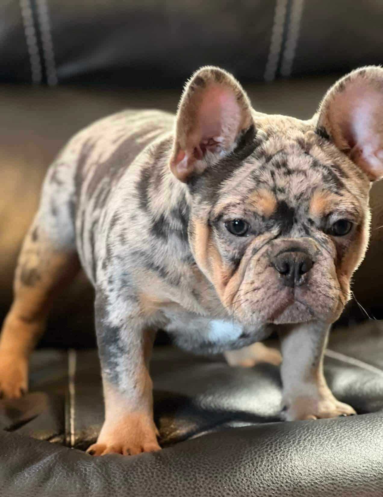 Common Misconceptions about Blue Pied Merle French Bulldogs