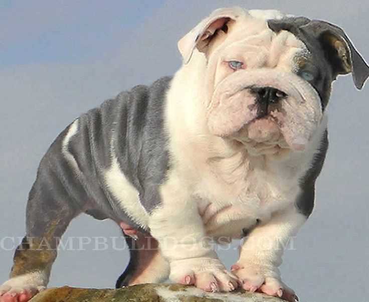 Health and Exercise for a British Bulldog Puppy