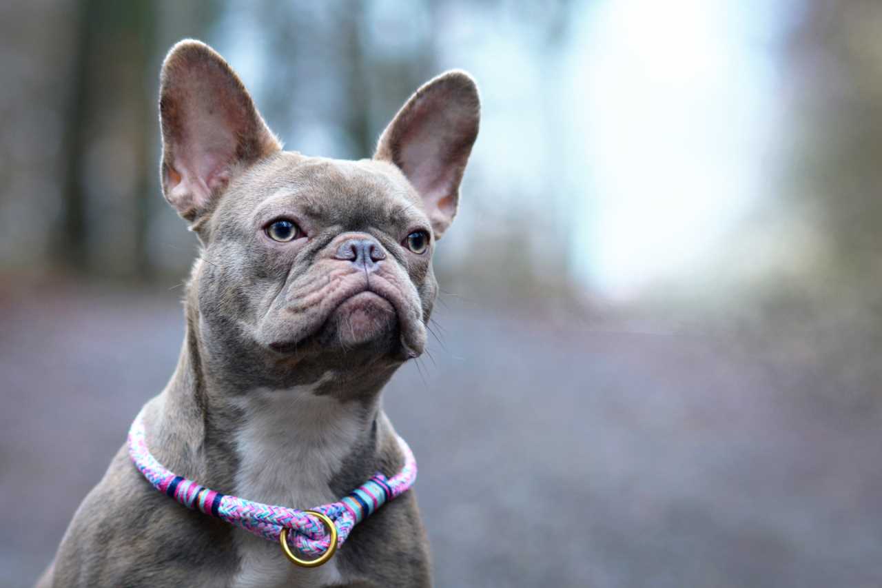 Caring for a Blue Lilac French Bulldog