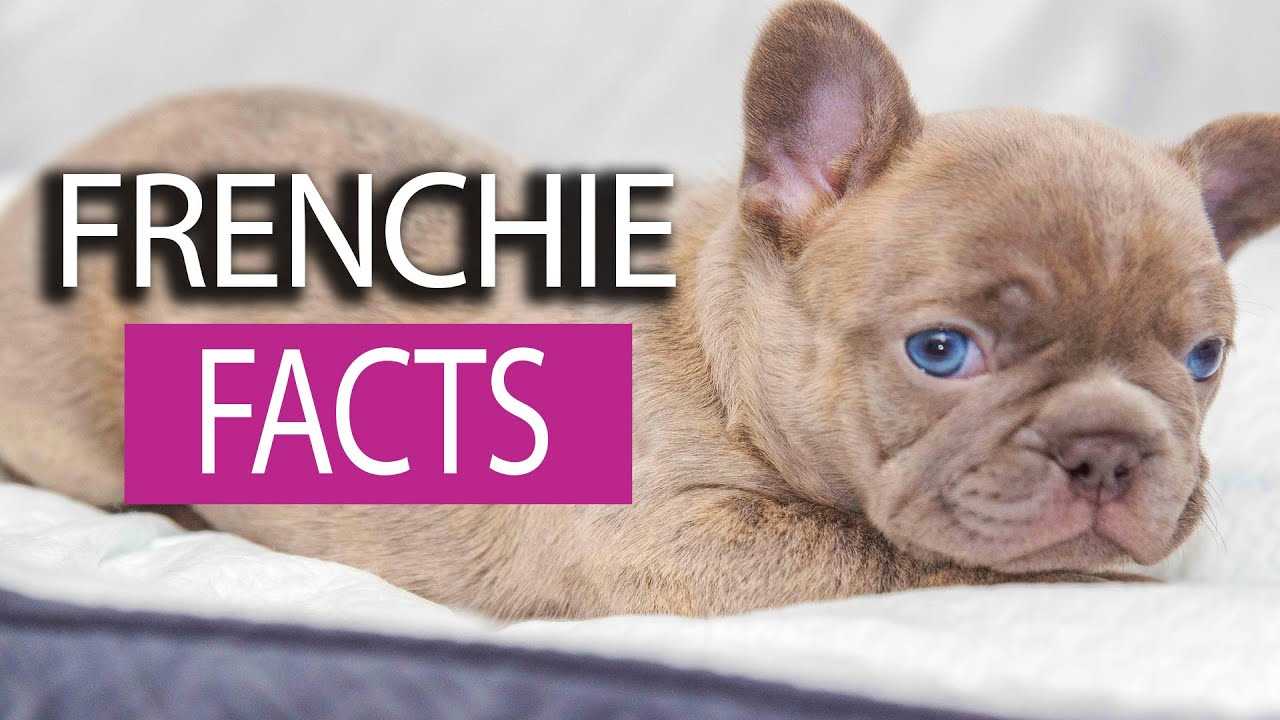 Finding a Reputable Blue Lilac French Bulldog Breeder