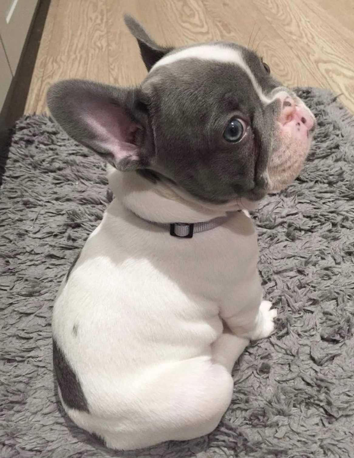 Everything You Need to Know About Grey and White French Bulldogs