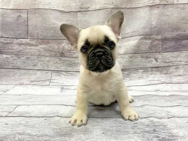 French Bulldog Fawn with Black Mask