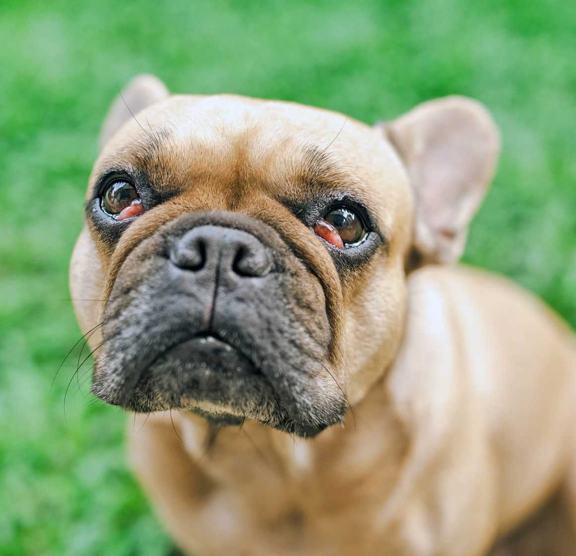French Bulldog Red Eyes - An Indication of Medical Concerns