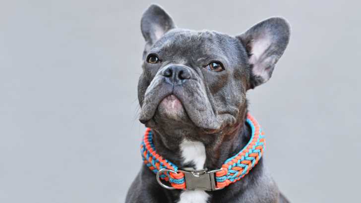 The Blue Color French Bulldog A Unique and Adorable Pet