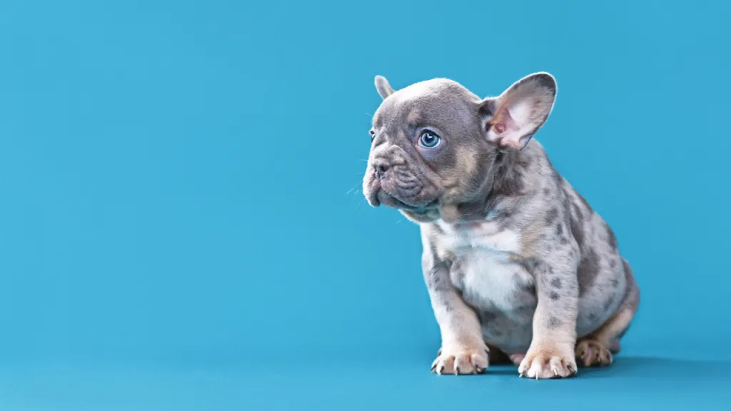 Health Considerations for Blue Color French Bulldogs
