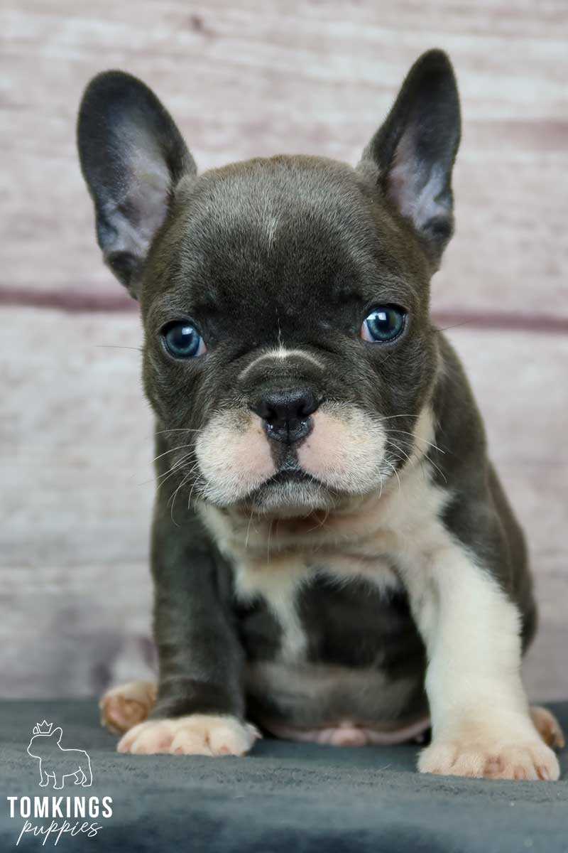 Training and Socializing Your Blue Color French Bulldog
