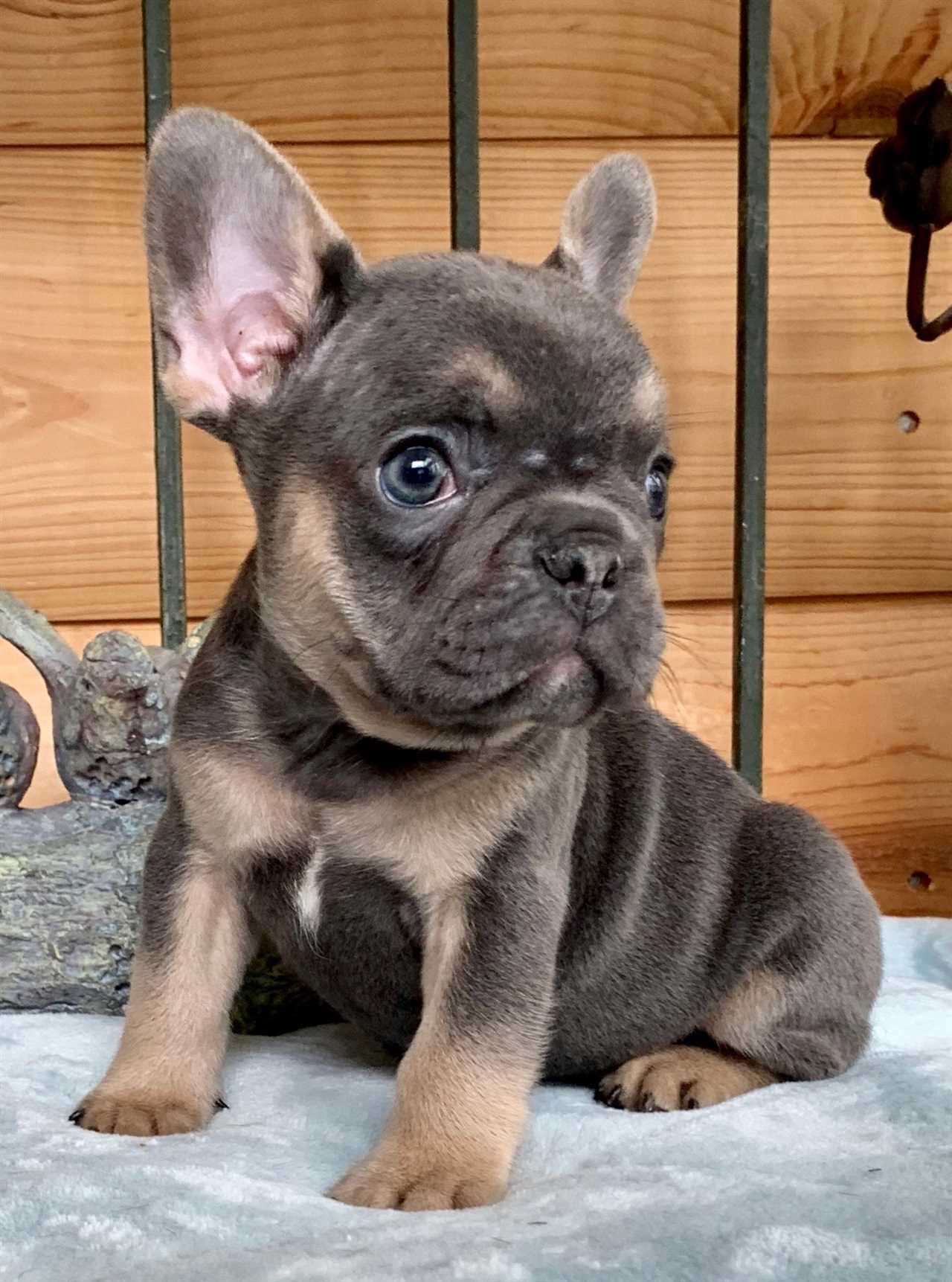 The Fascinating World of Blue French Bulldogs with Tan Points