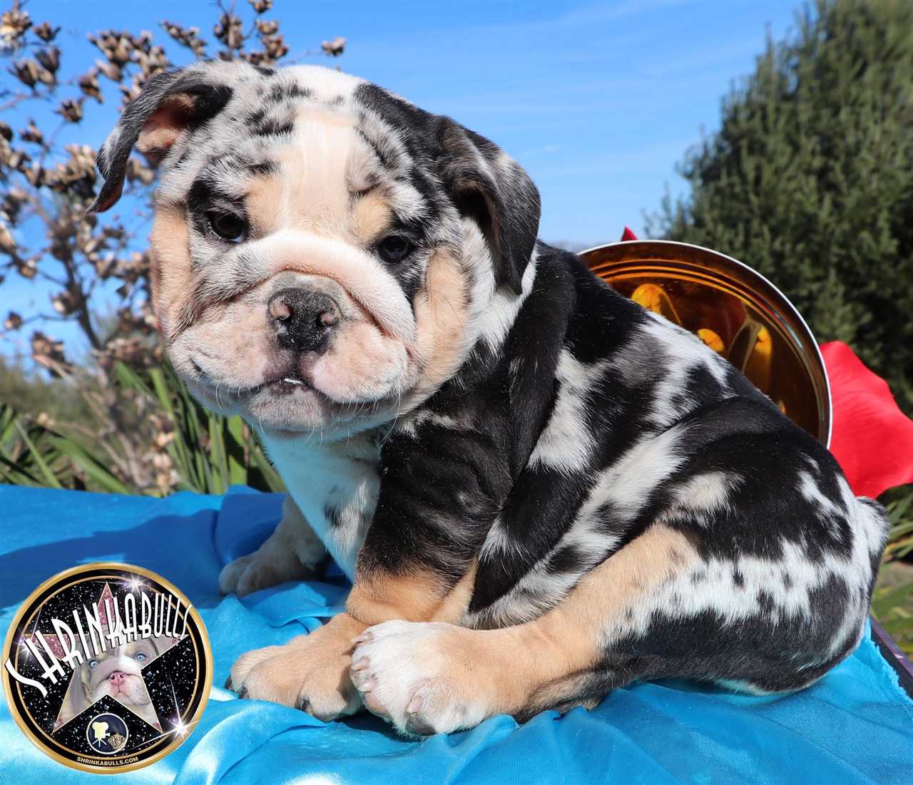 The Popularity and Controversy Surrounding the Chocolate Merle Bulldog