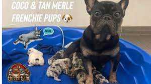 Tri Blue French Bulldog as a Family Pet