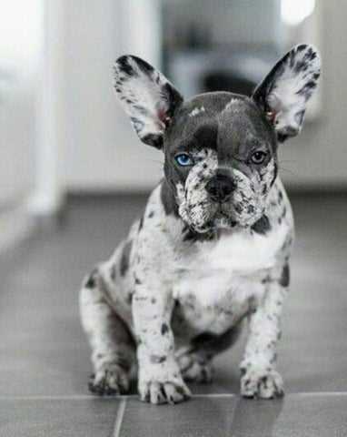 Caring for a Tri Color Merle French Bulldog