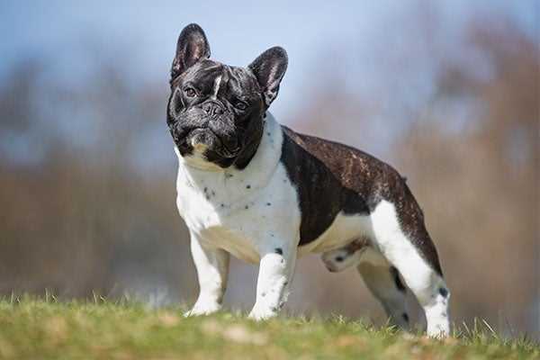 The Brindle French Bulldog