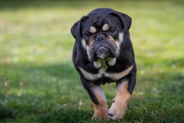 Black Rare English Bulldog A Comprehensive Guide for Dog Lovers