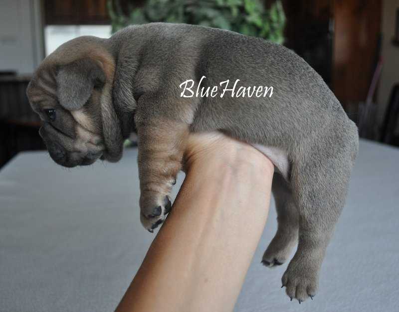 Genetics of the Blue Fawn Sable Color