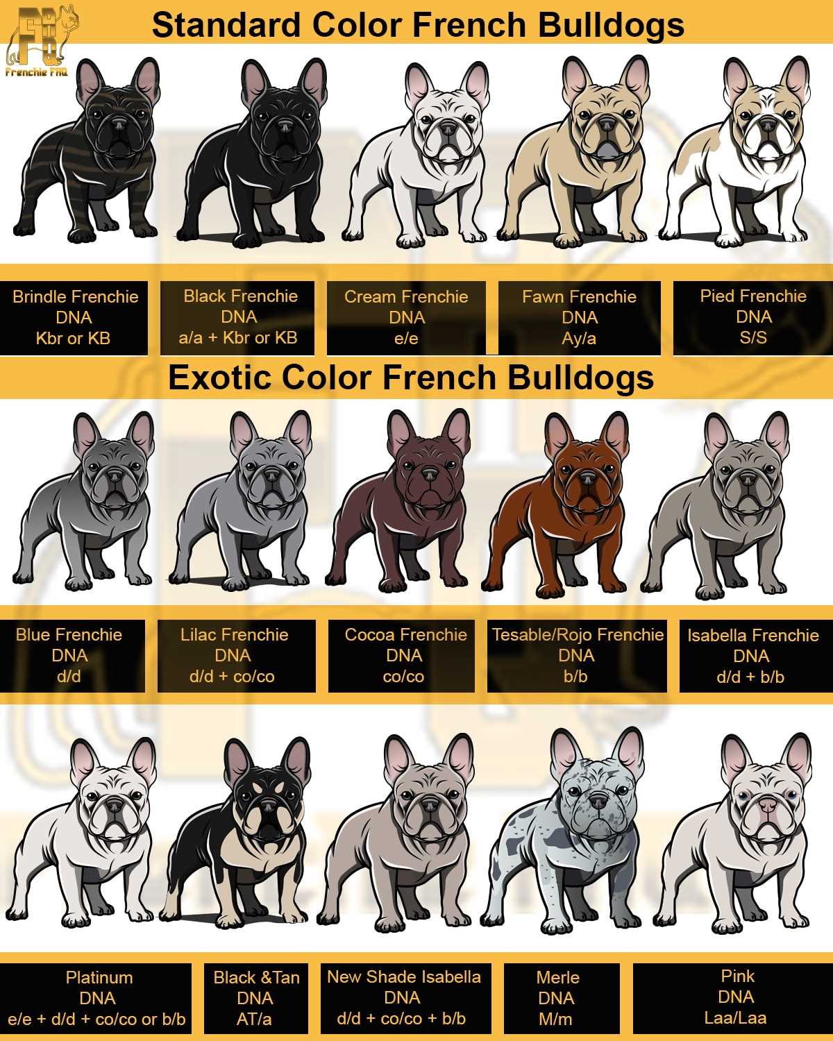 Blue Fawn Sable French Bulldog Everything You Need to Know