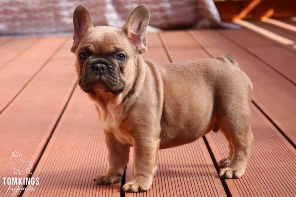 Blue Sable Fawn French Bulldog A Comprehensive Overview