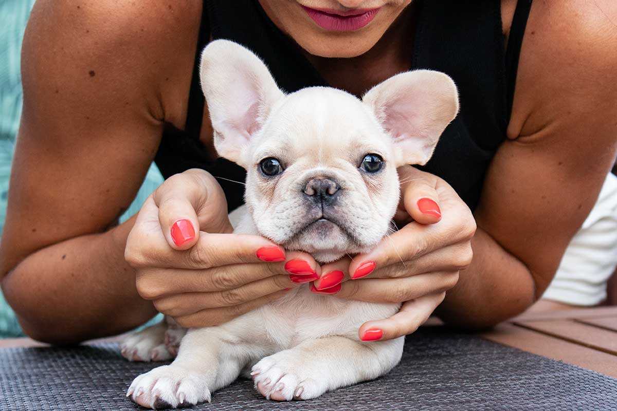 Cream French Bulldog Puppies Everything You Need to Know
