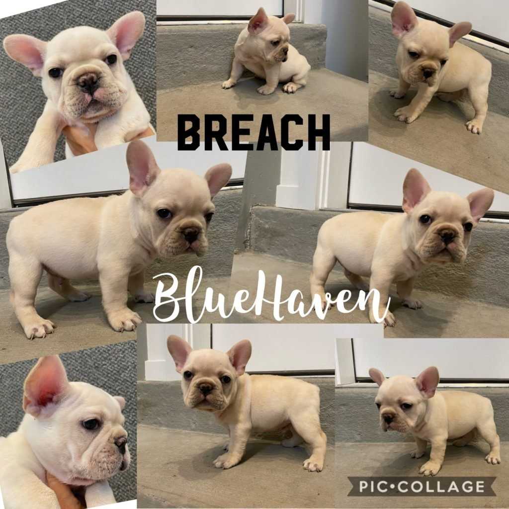 Caring for Cream French Bulldog Puppies