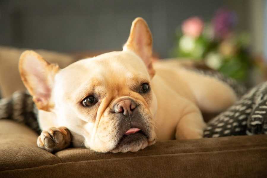 Finding and Adopting Cream French Bulldog Puppies
