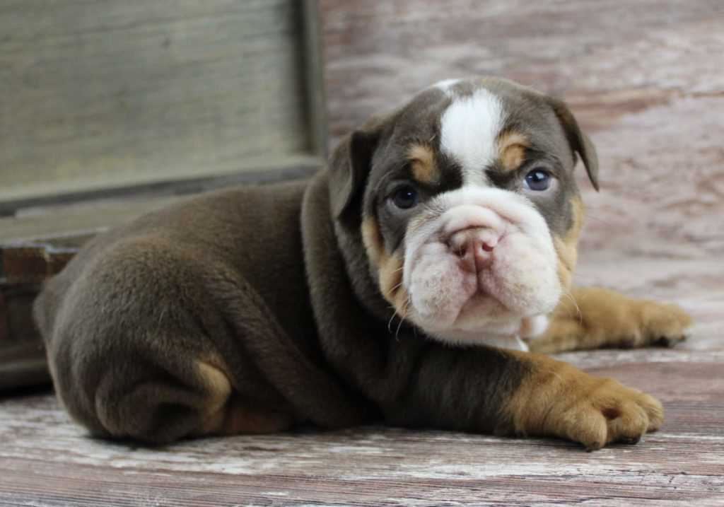 Section 3: Caring for Chocolate English Bulldog Puppies