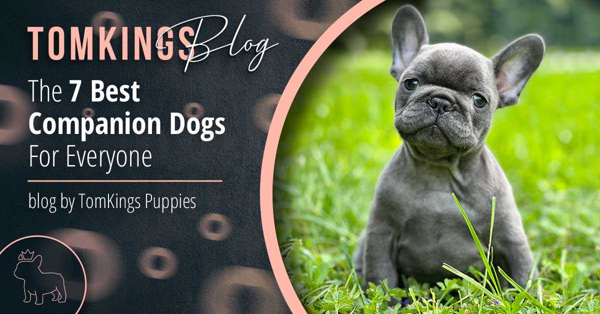 Fawn Bulldog The Best Companion for Dog Lovers