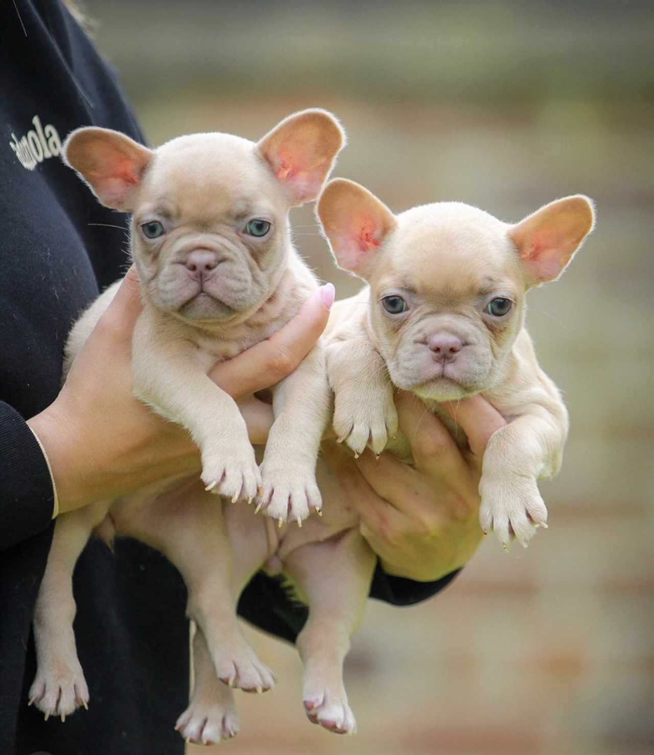 The Characteristics of Fawn Cream French Bulldogs