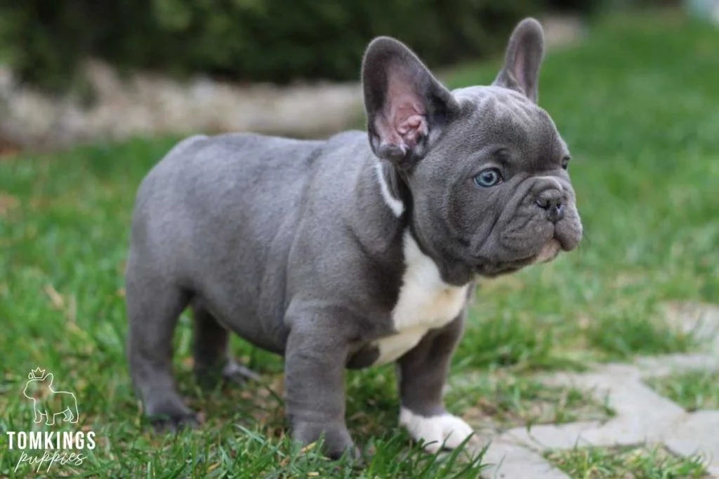 Caring for Your Grey and White French Bulldog