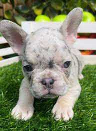 Harlequin Merle French Bulldog A Unique and Colorful Pet