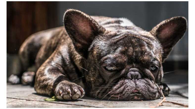 The Joys of Owning a Pied French Bulldog