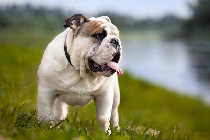 History of Red and White English Bulldogs