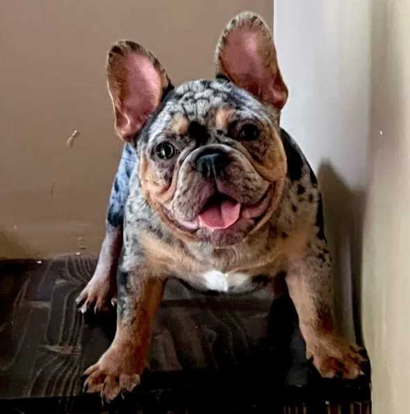The Brindle Merle French Bulldog A Unique and Stunning Canine with a Distinct Coat