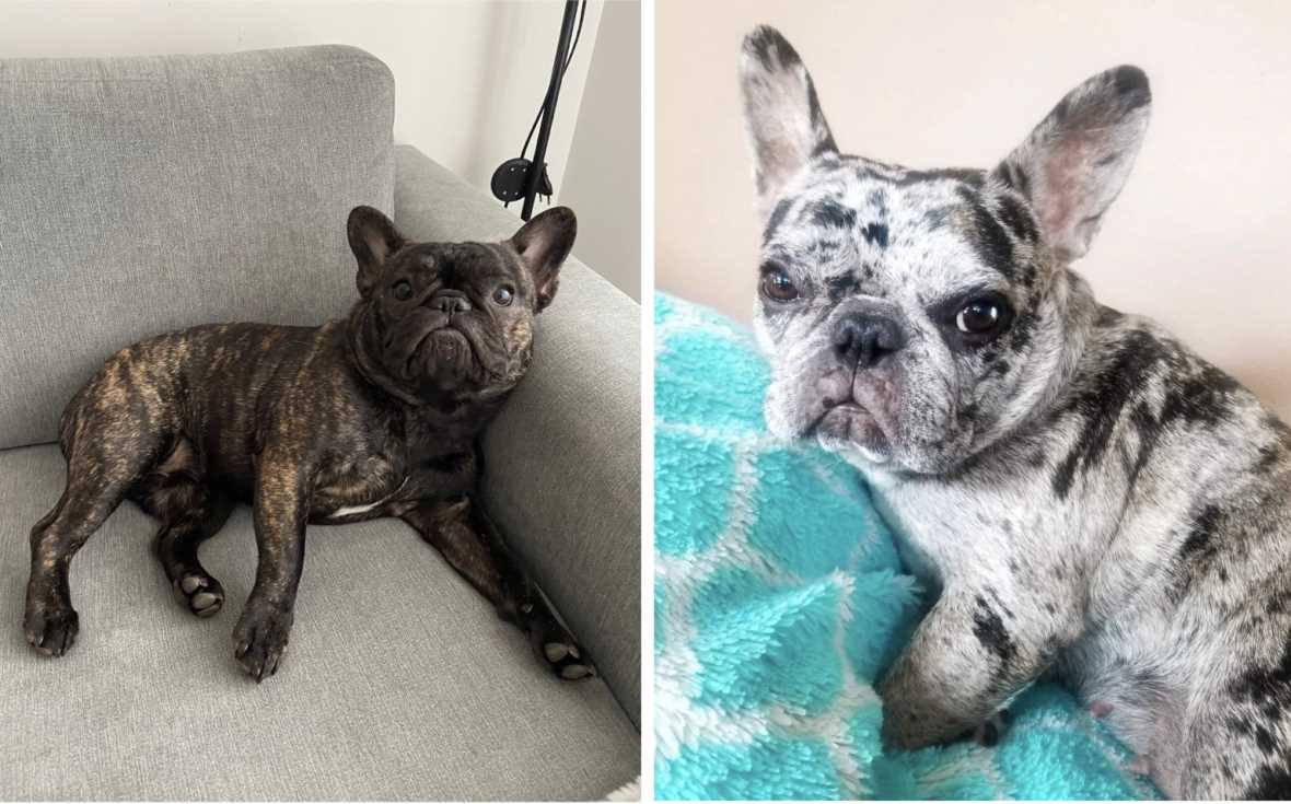 Caring for a Brindle Merle French Bulldog