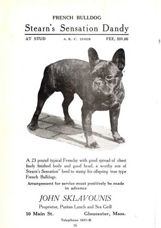 Black Trindle French Bulldog A Fascinating Breed