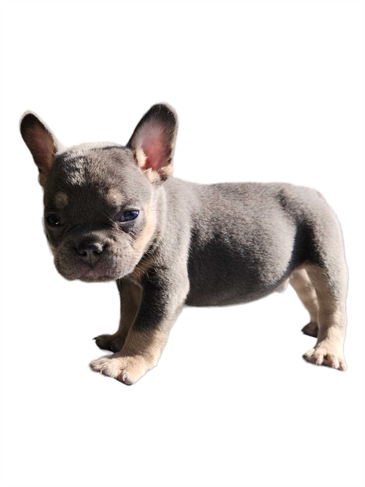 Grooming Tips for Blue Tri French Bulldogs