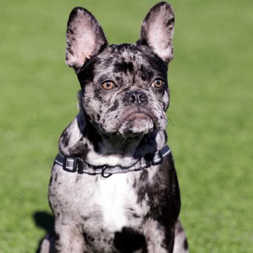 Brindle pied French Bulldog A Unique Coat Color and Markings