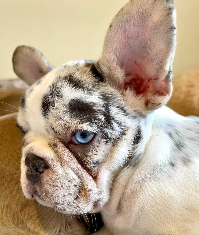 Brindle Pied French Bulldogs